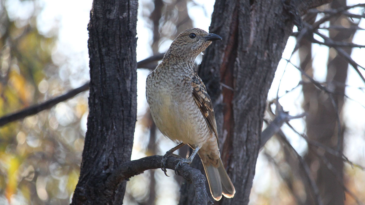 spotted_bowerbird-1.jpg